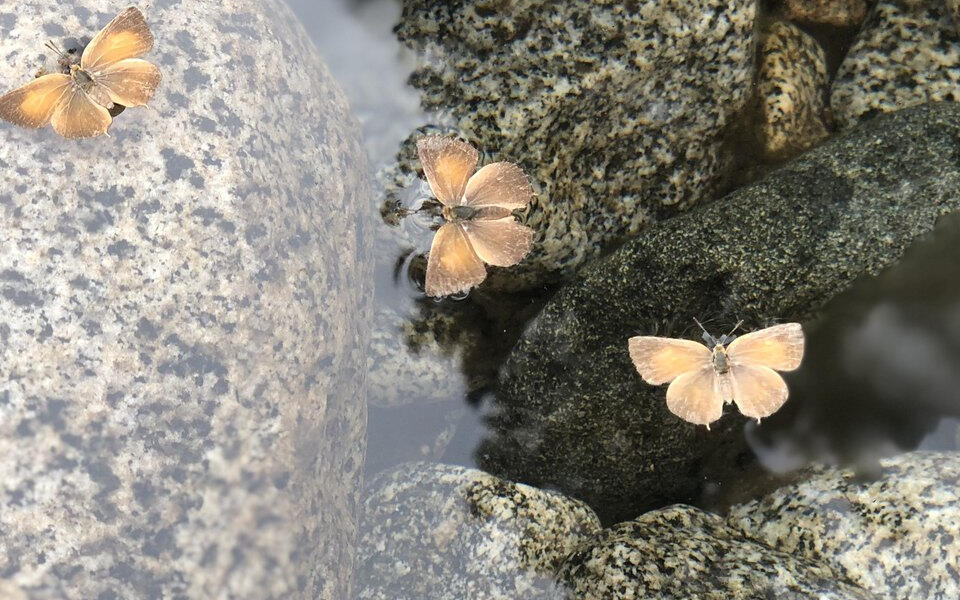 Three small butterflies resting among smooth river stones