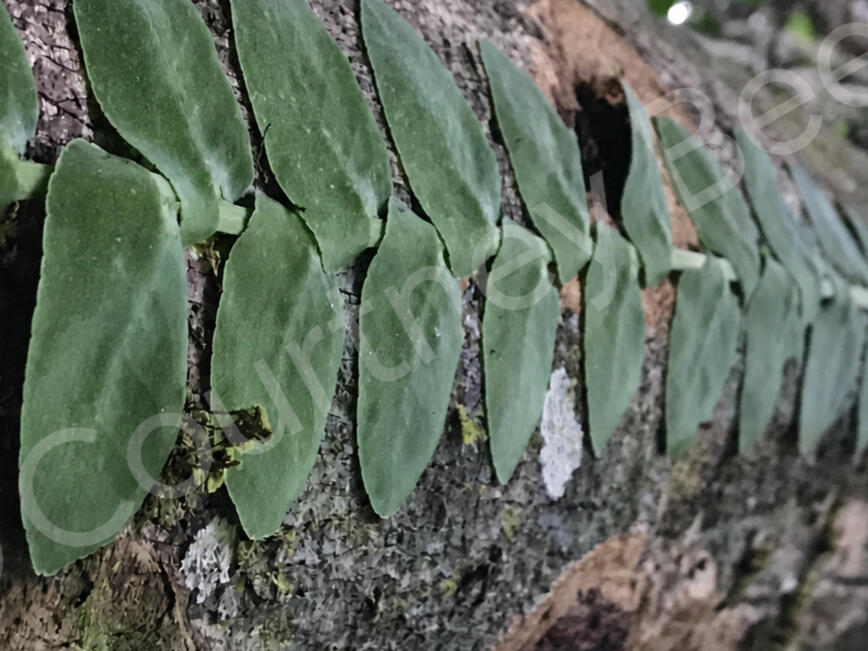 Green vines climbing a tree in the rainforest, photographed by Courtney Bee