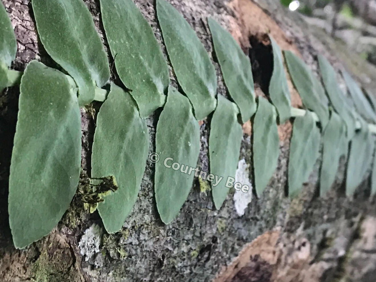 Fern leaves climbing a tree photographed by Courtney Bee