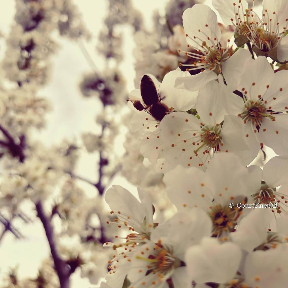 © CourtKnee.B A peaceful river and forest photographed by Courtney Bee — © CourtKnee.B