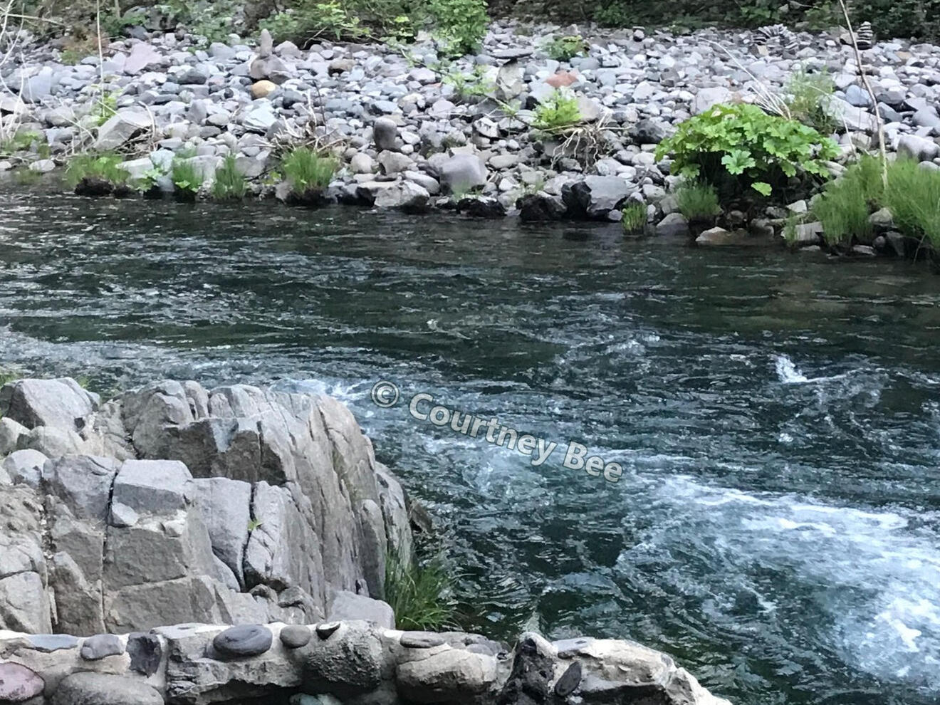 A peaceful river and forest photographed by Courtney Bee