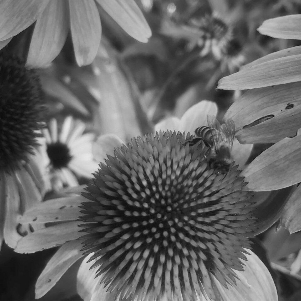 © CourtKnee.B Black-and-white bee on a coneflower. Photography © CourtKnee.B.